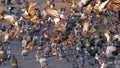 Pigeons Feeding Frenzy