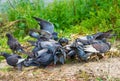 Pigeons feeding in the grass.