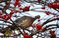 Pigeons feeding on the winter berry crop Royalty Free Stock Photo