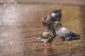 Male pigeon displays and struts after a female in the city, with a fountain in the background