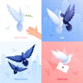 Pigeons Flat Design Concept Royalty Free Stock Photo