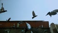 pigeons in flight above building in clear sky Royalty Free Stock Photo