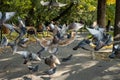 Pigeons in flight in Bucharest city in autumn time , Herastrau central  Park Royalty Free Stock Photo