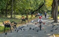 Pigeons in flight in Bucharest city in autumn time , Herastrau central  Park Royalty Free Stock Photo