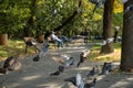 Pigeons in flight in Bucharest city in autumn time , Herastrau central  Park Royalty Free Stock Photo