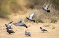Pigeons in Flight Over a Sandy Desert Landscape Royalty Free Stock Photo