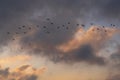 Pigeons in Flight at Sunset Royalty Free Stock Photo