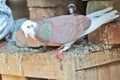 Brown and White Pigeons Royalty Free Stock Photo