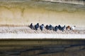 Pigeons flock sitting on the pole