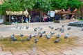 Pigeons flock square Tehran, Iran