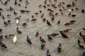 Pigeons flock urban avian sidewalk Royalty Free Stock Photo