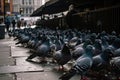 Pigeons Flocking On City Street. Generative AI
