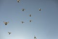 Pigeons fly against blue sky. Birds in city Royalty Free Stock Photo