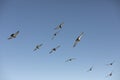 Pigeons fly against blue sky. Birds in city Royalty Free Stock Photo