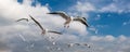 Pigeons fly in sky over the sea in Istanbul Royalty Free Stock Photo