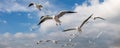 Pigeons fly in sky over the sea in Istanbul Royalty Free Stock Photo