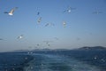 Pigeons fly in sky over the sea in Istanbul Royalty Free Stock Photo