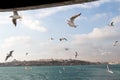 Pigeons fly in sky over the sea in Istanbul Royalty Free Stock Photo