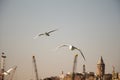 Pigeons fly in sky over the sea in Istanbul Royalty Free Stock Photo