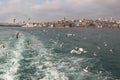 Pigeons fly in sky over the sea in Istanbul Royalty Free Stock Photo