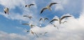 Pigeons fly in sky over the sea in Istanbul Royalty Free Stock Photo