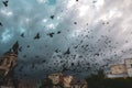 Pigeons flying above Plaza Murillo in Bolivia