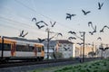 Pigeons flying alongside a train