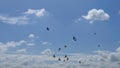 Pigeons flying at blue sky