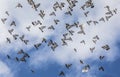 Pigeons flying in formation under cloudy sky Royalty Free Stock Photo