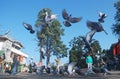 Pigeons flying high in the Mall of Darjeeling