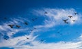 Pigeons flying in a lightly cloudy blue sky