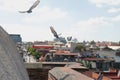 Pigeons flying off the ledge of a church Royalty Free Stock Photo