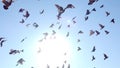 Pigeons flying in a pack on Hudson River Facing New York City