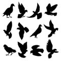 Pigeons flying sitting standing going black silhouette icons set isolated on white. Doves birds