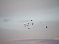 Pigeons flying at the sunset