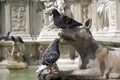 Pigeons on the Fonte Gaia fountain, Siena (Italy) Royalty Free Stock Photo