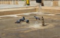 Pigeons in the fountain at ancient temple in India Royalty Free Stock Photo