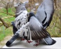 Pigeons of God `s birds, pigeons of fight, grey pigeons, gorlies,