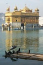 Pigeons at Golden Temple, Amritsar