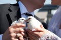 Pigeons in the hands of the bride and groom Royalty Free Stock Photo