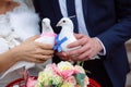 Pigeons in the hands of the bride and groom in the wedding day Royalty Free Stock Photo