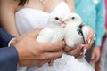 pigeons in hands of the groom and the bride Royalty Free Stock Photo