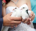Pigeons in hands of the groom and the bride Royalty Free Stock Photo