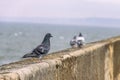 Pigeons on Heugh breakwater pier in stormy, cloudy weather