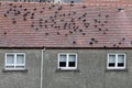 Pigeons on house roof birds causing noise nuisance to home owners and neighbours Royalty Free Stock Photo