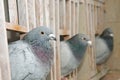 Pigeons inside dovecot