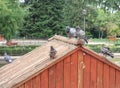 Pigeons at a bird shelter in an urban park pond Royalty Free Stock Photo