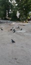 Pigeons And Jackdaws Sit Together Royalty Free Stock Photo