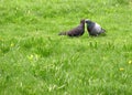 Pigeons kissing