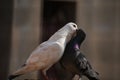 Pigeons kissing and showing their love. Royalty Free Stock Photo